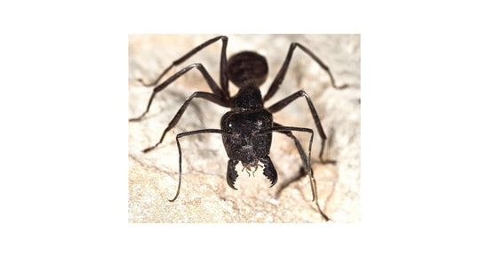 Camponotus gigas (sezierte Ameise)