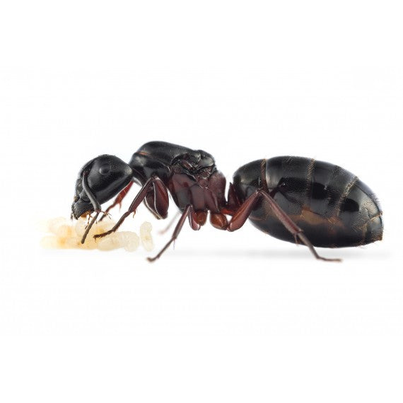 Camponotus herculeanus - Kolonie