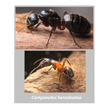 Camponotus herculeanus - Kolonie