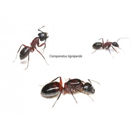 Camponotus ligniperdus - Kolonie