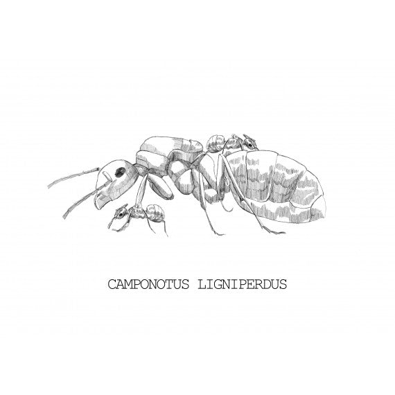 Camponotus ligniperdus - Kolonie