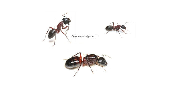 Camponotus ligniperdus- Königin (die Größte)