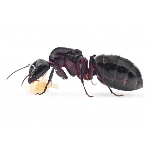 Camponotus ligniperdus- Königin (die Größte)