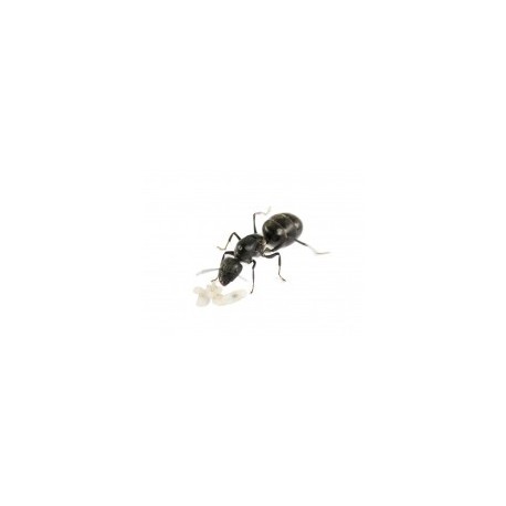 Camponotus micans- Königin (silberne Ameise)