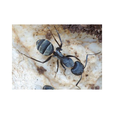 Camponotus micans- Königin (silberne Ameise)