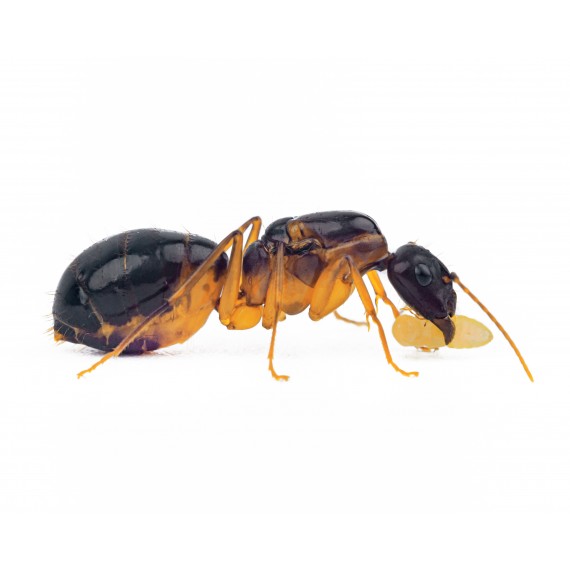 Camponotus pilicornis - Königin