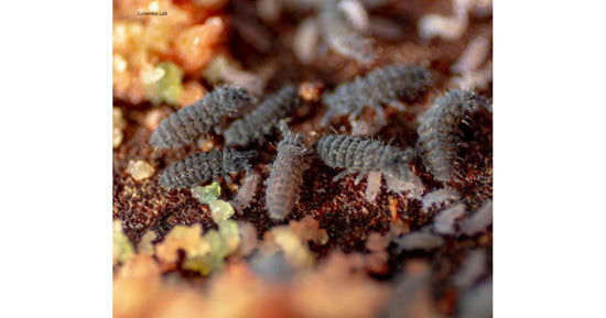 Colembolos Ceratophycella Isabellae "Clasico" 250cc
