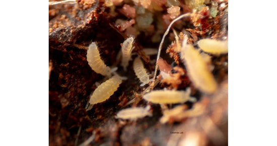 Colembolos Ceratophycella Isabellae "Sunflowers" 250cc