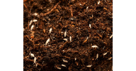 Collembolo-Anbau  (Tropical White) 500cc