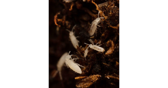 Collembolo-Anbau  (Tropical White) 500cc