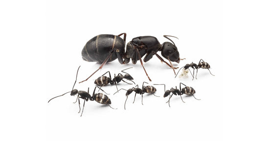 Colonia de Camponotus micans (hormiga plateada)