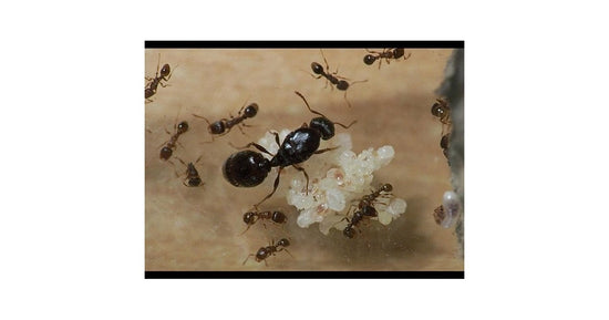 Colonia de Tetramorium caespitum