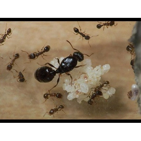 Colonia de Tetramorium caespitum