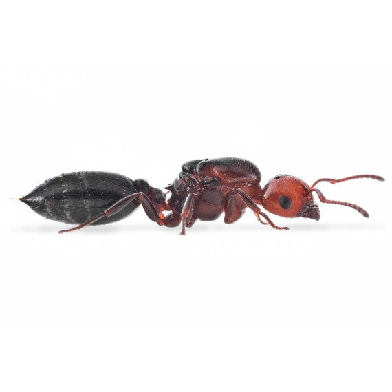 Crematogaster scutellaris- Königin