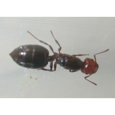 Crematogaster scutellaris- Königin