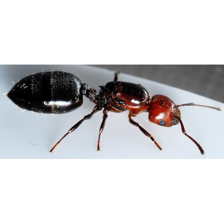 Crematogaster scutellaris- Königin