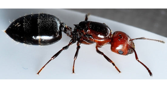 Crematogaster scutellaris- Königin