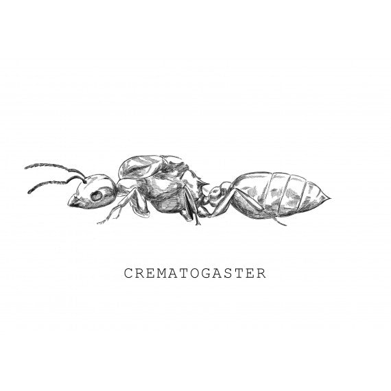 Crematogaster scutellaris- Königin