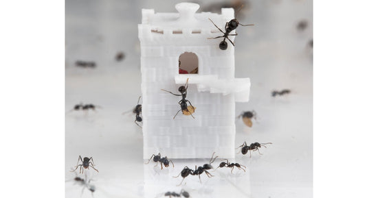 Feeder 3D - Saatbett für granivore Ameisen