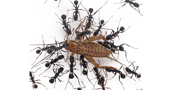 Grillen Acheta Domestica