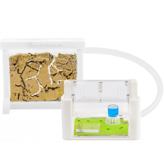 Kit AntHouse 3D Basic - Sand Ameisennest mit Königin und Gratis-Ameisen