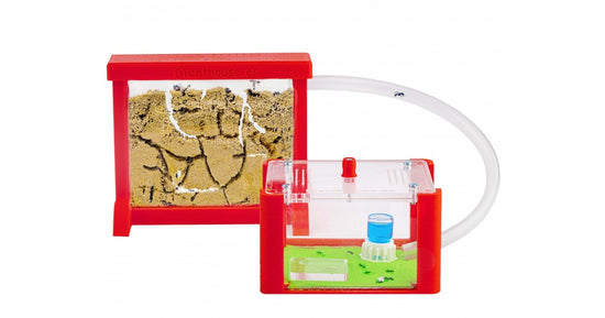 Kit AntHouse 3D Basic - Sand Ameisennest mit Königin und Gratis-Ameisen
