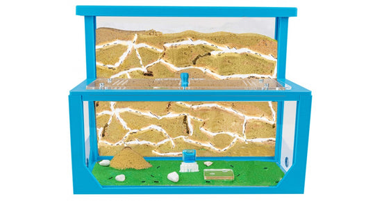 Kit AntHouse 3D - L - Sand-Ameisennest mit Königin und Gratis-Ameisen