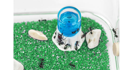 Kit AntHouse Basic- Sand-Ameisennest mit Königin und Gratis-Ameisen