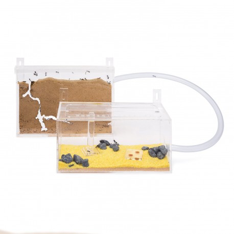 Kit AntHouse Wand Mini Acryl