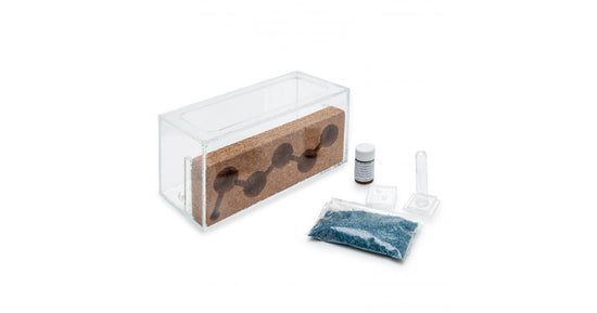Kits AntHouse Kork Acryl (Mit Ameisen inklusive)