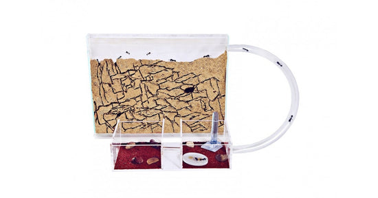 Kits AntHouse Sandwich Medio- Acryl