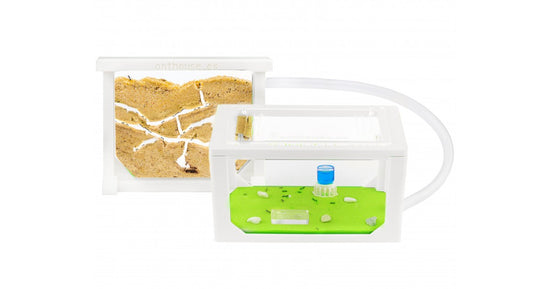 Kits AntHouse Sandwich Mini 3D
