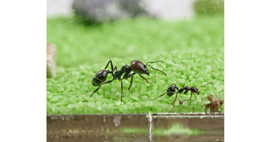 Kits Anthouse-T Acryl- Groß (25x20x1,5)