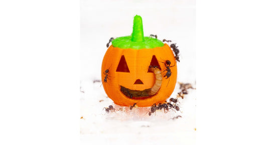 Kürbis Feeder 3D - Saatbett für granivore Ameisen