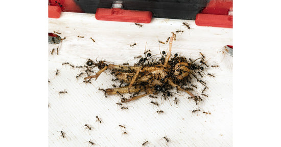 Langostas Schistocerca (15-30mm)