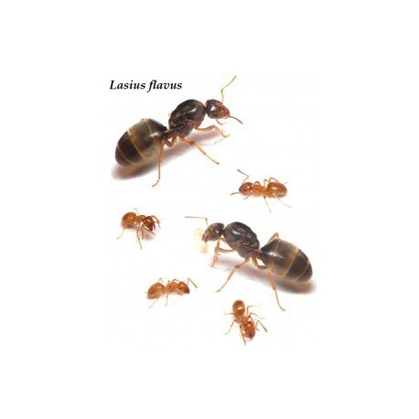 Lasius flavus- Kolonie(GOLDENE Ameise)