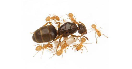 Lasius flavus- Kolonie(GOLDENE Ameise)