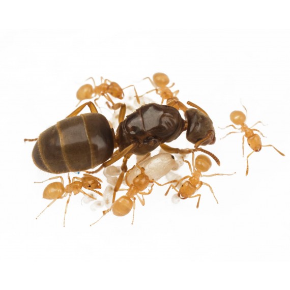 Lasius flavus- Kolonie(GOLDENE Ameise)