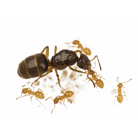 Lasius flavus- Kolonie(GOLDENE Ameise)