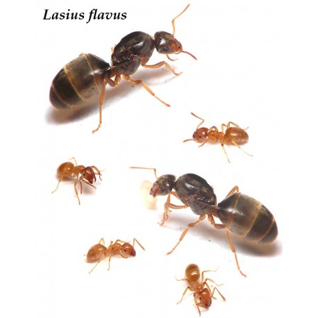 Lasius Flavus- Königin (mit Eiern) (golden)