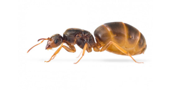 Lasius Flavus- Königin (mit Eiern) (golden)