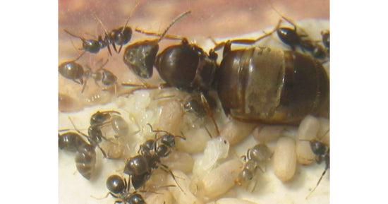 Lasius grandis- Kolonie