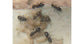 Lasius grandis- Kolonie