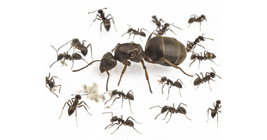 Lasius grandis- Kolonie