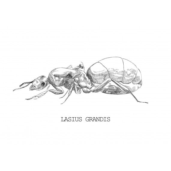 Lasius grandis- Königin (Mit Eiern)