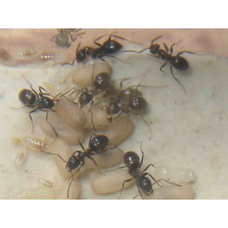 Lasius grandis- Königin (Mit Eiern)