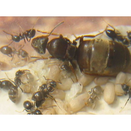 Lasius grandis- Königin (Mit Eiern)