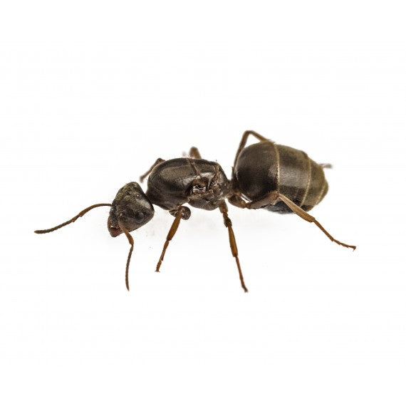 Lasius grandis- Königin (Mit Eiern)