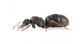 Lasius Niger -Kolonie