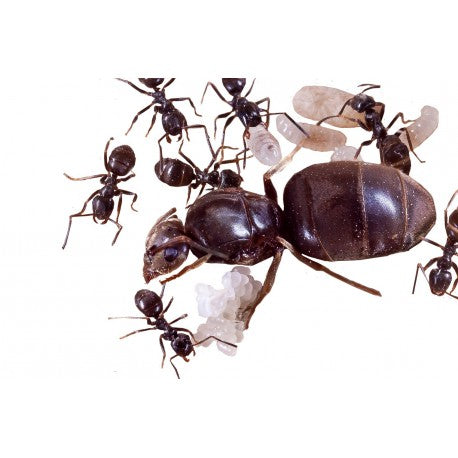 Lasius Niger -Kolonie